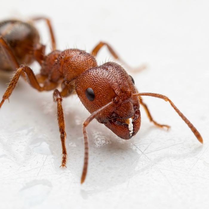 Fire ant on a countertop