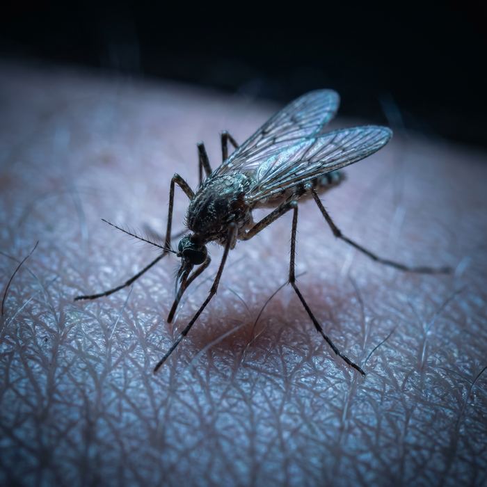 Mosquito resting on skin
