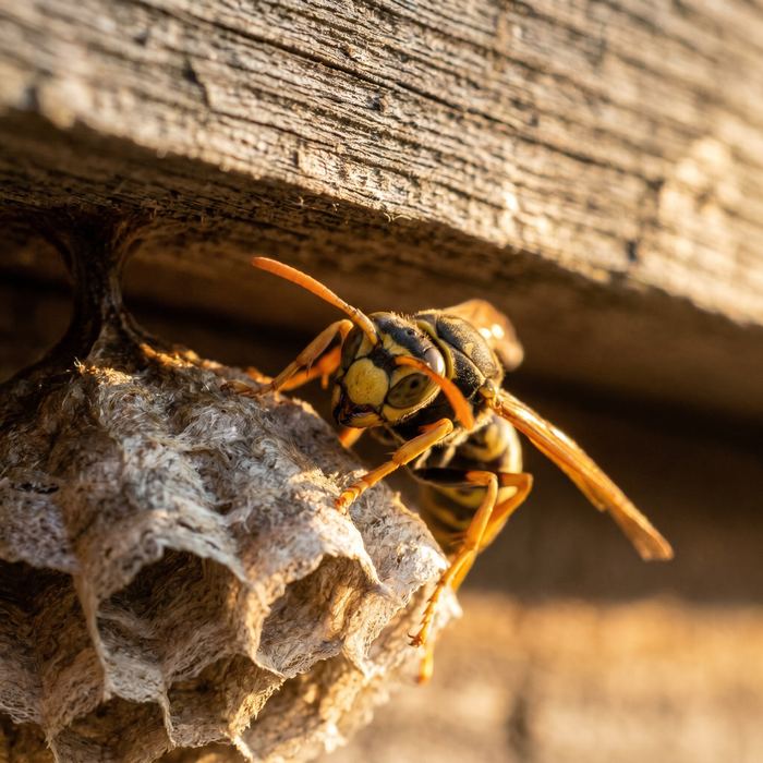 Wasp on a nest